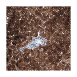 ZNF462, Rabbit, Polyclonal Antibody, Abnova 100 &mu;L | Buy Online | Abnova Corporation | Fisher Scientific