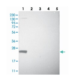 FAM213A Rabbit anti-Human, Polyclonal Antibody, Abnova 100 &mu;L | Buy Online | Abnova Corporation | Fisher Scientific