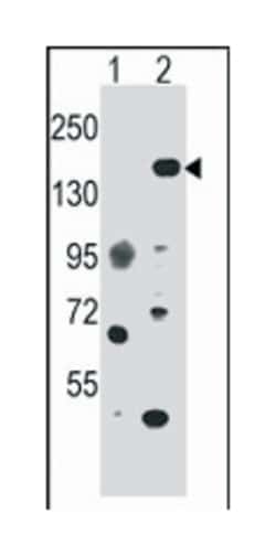 EHMT1 Rabbit anti-Human, Polyclonal Antibody, Abnova 400&mu;L; Unlabeled:Antibodies,