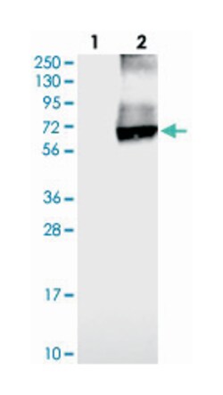 SLC26A11, Rabbit, Polyclonal Antibody, Abnova 100&mu;L; Unlabeled:Antibodies,
