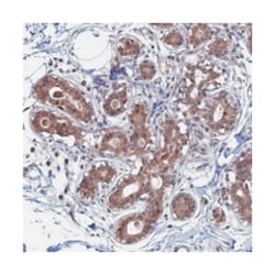 KIAA1328, Rabbit, Polyclonal Antibody, Abnova 100 &mu;L | Buy Online | Abnova Corporation | Fisher Scientific