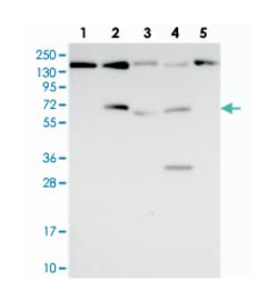 FAM169A, Rabbit, Polyclonal Antibody, Abnova 100 &mu;L | Buy Online | Abnova Corporation | Fisher Scientific