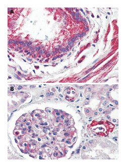 GPR150 Rabbit anti-Human, Monkey, Polyclonal Antibody, Abnova 50&mu;g;