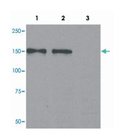 FAM129A, Rabbit, Polyclonal Antibody, Abnova 100&mu;g; Unlabeled:Antibodies,