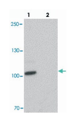 CCNT1 Rabbit anti-Human, Mouse, Rat, Polyclonal Antibody, Abnova 100&mu;g;