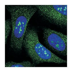 WIPF3 Rabbit anti-Human, Polyclonal Antibody, Abnova 100&mu;L; Unlabeled:Antibodies,