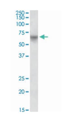 POU2F2 Goat anti-Dog, Human, Mouse, Pig, Rat, Polyclonal Antibody, Abnova 100 &mu;g | Buy Online | Abnova Corporation | Fisher Scientific