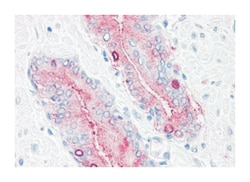 SYNGR2 Rabbit anti-Bovine, Hamster, Horse, Human, Mouse, Rat, Polyclonal Antibody, Abnova 50 &mu;g | Buy Online | Abnova Corporation | Fisher Scientific
