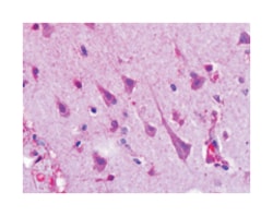 HTR1F Rabbit anti-Bats, Bovine, Chicken, Dog, Guinea pig, Hamster, Human, Monkey, Mouse, Rabbit, Rat, Polyclonal Antibody, Abnova 50 &mu;g | Buy Online | Abnova | Fisher Scientific