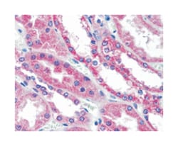 WNT1 Rabbit anti-Bovine, Horse, Human, Mouse, Pig, Rabbit, Rat, Polyclonal Antibody, Abnova 50 &mu;g | Buy Online | Abnova Corporation | Fisher Scientific