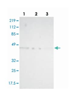 TXNDC4 Rabbit anti-Human, Polyclonal Antibody, Abnova 100&mu;L; Unlabeled:Antibodies,
