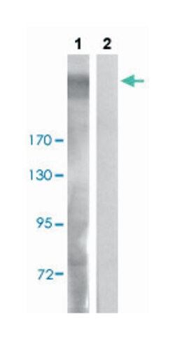 IGF2R (phospho S2409), Rabbit anti-Human, Mouse, Polyclonal Antibody, Abnova