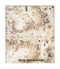 SOX2 Rabbit anti-Human, Polyclonal Antibody, Abnova 400 &mu;L | Buy Online | Abnova Corporation | Fisher Scientific