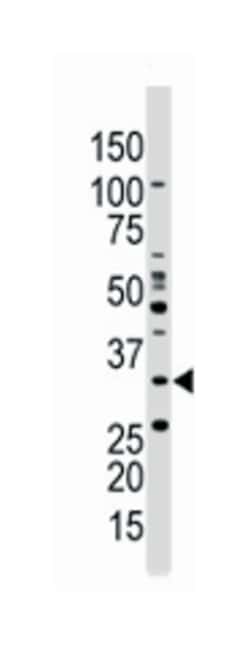 PRKAB1 Rabbit anti-Human, Mouse, Polyclonal Antibody, Abnova 400 &mu;L | Buy Online | Abnova Corporation | Fisher Scientific