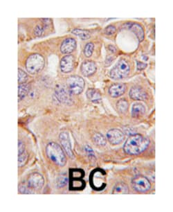 MMP12 Rabbit anti-Human, Mouse, Polyclonal Antibody, Abnova 400&mu;L; Unlabeled:Antibodies,