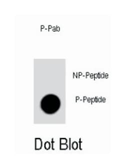 SLAMF1 (phospho Y281), Rabbit anti-Human, Polyclonal Antibody, Abnova 400 &mu;L | Buy Online | Abnova Corporation | Fisher Scientific