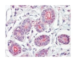 DAPK2, Goat, Polyclonal Antibody, Abnova 100 &mu;g | Buy Online | Abnova Corporation | Fisher Scientific