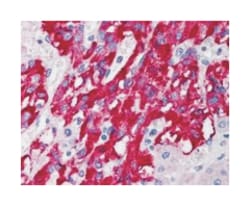 DLC1, Goat, Polyclonal Antibody, Abnova 100&mu;g; Unlabeled:Antibodies,