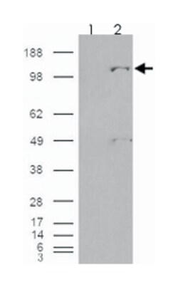 PC, Goat, Polyclonal Antibody, Abnova 100&mu;g; Unlabeled:Antibodies, Polyclonal