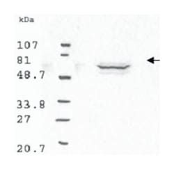 CCNB1 Rabbit anti-Human, Mouse, Rat, Polyclonal Antibody, Abnova 100&mu;L;