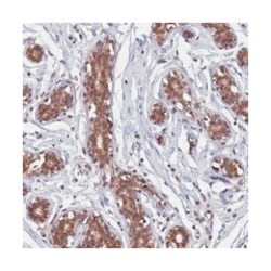 C1orf35 Rabbit anti-Human, Polyclonal Antibody, Abnova 100 &mu;L | Buy Online | Abnova Corporation | Fisher Scientific