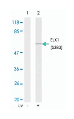 ELK1 (phospho S383), Rabbit anti-Human, Mouse, Rat, Polyclonal Antibody,