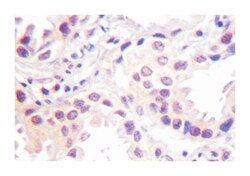 CUL2 Rabbit anti-Human, Mouse, Polyclonal Antibody, Abnova 100 &mu;L | Buy Online | Abnova | Fisher Scientific