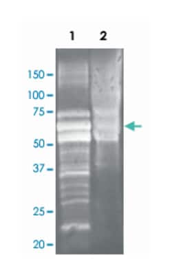 Glucoamylase 1 (Rhizopus), Goat, Polyclonal Antibody, Abnova 100&mu;g;