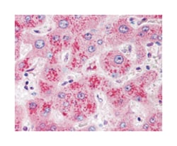 WNT11, Rabbit, Polyclonal Antibody, Abnova 50 &mu;g | Buy Online | Abnova Corporation | Fisher Scientific
