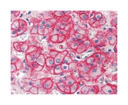 SLC1A4 Rabbit anti-Human, Polyclonal Antibody, Abnova 50 &mu;g | Buy Online | Abnova Corporation | Fisher Scientific