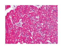 SLC1A4 Rabbit anti-Human, Monkey, Polyclonal Antibody, Abnova 50 &mu;g | Buy Online | Abnova Corporation | Fisher Scientific