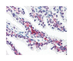 SLC39A6 Rabbit anti-Human, Polyclonal Antibody, Abnova 50&mu;g; Unlabeled:Antibodies,