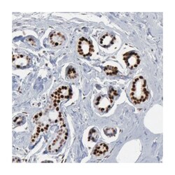 SUB1, Rabbit, Polyclonal Antibody, Abnova 100&mu;L; Unlabeled:Antibodies,