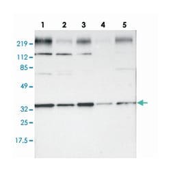STX4, Rabbit, Polyclonal Antibody, Abnova 100 &mu;L | Buy Online | Abnova Corporation | Fisher Scientific