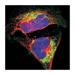 ATP5B Rabbit anti-Human, Mouse, Rat, Polyclonal Antibody, Abnova 100&mu;L;