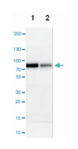SOX9 Rabbit anti-Human, Mouse, Rat, Polyclonal Antibody, Abnova 100 &mu;L | Buy Online | Abnova Corporation | Fisher Scientific
