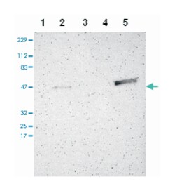 TRAF1 Rabbit anti-Human, Polyclonal Antibody, Abnova 100&mu;L; Unlabeled:Antibodies,