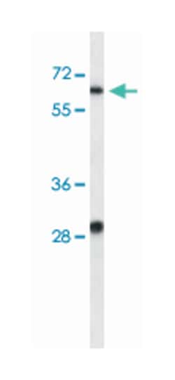 KCNC1 Rabbit anti-Human, Polyclonal Antibody, Abnova 400&mu;L; Unlabeled:Antibodies,