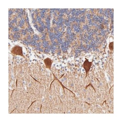 BTG2, Rabbit, Polyclonal Antibody, Abnova 100&mu;L; Unlabeled:Antibodies,