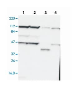GART, Rabbit, Polyclonal Antibody, Abnova 100&mu;L; Unlabeled:Antibodies,