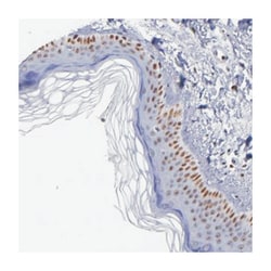 IFI16 Rabbit anti-Human, Polyclonal Antibody, Abnova 100&mu;L; Unlabeled:Antibodies,