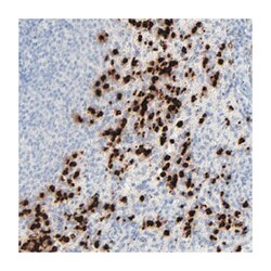 LCN2 Rabbit anti-Human, Polyclonal Antibody, Abnova 100 &mu;L | Buy Online | Abnova Corporation | Fisher Scientific