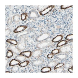 NDP Rabbit anti-Human, Polyclonal Antibody, Abnova 100 &mu;L | Buy Online | Abnova Corporation | Fisher Scientific
