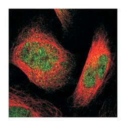 PLEKHA1, Rabbit, Polyclonal Antibody, Abnova 100 &mu;L | Buy Online | Abnova Corporation | Fisher Scientific