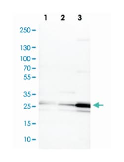 PCMT1, Rabbit, Polyclonal Antibody, Abnova 100&mu;L; Unlabeled:Antibodies,
