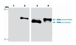 NFKBIA, Mouse, Clone: 39A1413, Abnova 100&mu;g; Unlabeled:Antibodies, Monoclonal