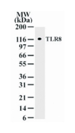 TLR3, Mouse, Clone: 44C143, Abnova 100&mu;g; Unlabeled:Antibodies, Monoclonal