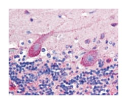 PLXDC1, Mouse, Clone: 197C193 (IM193), Abnova 100&mu;g; Unlabeled:Antibodies,