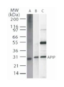 APIP, Mouse, Clone: 19F461, Abnova 100&mu;g; Unlabeled:Antibodies, Monoclonal