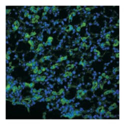 Aqp1, Rabbit, Polyclonal Antibody, Abnova 100 &mu;g | Buy Online | Abnova Corporation | Fisher Scientific